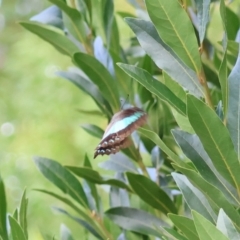 Graphium choredon at Moruya, NSW - 3 Mar 2024