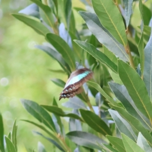 Graphium choredon at Moruya, NSW - 3 Mar 2024