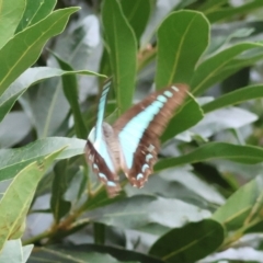 Graphium choredon at Moruya, NSW - 3 Mar 2024