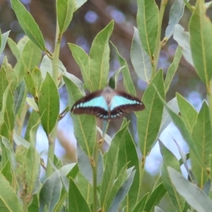 Graphium choredon at Moruya, NSW - 3 Mar 2024