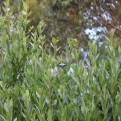 Graphium choredon at Moruya, NSW - 3 Mar 2024