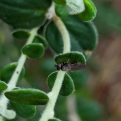 Unverified True fly (Diptera) by AniseStar