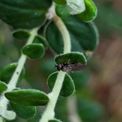 Unverified True fly (Diptera) by AniseStar