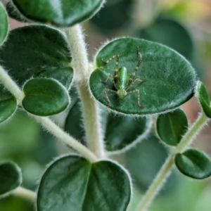 Caedicia sp. (genus) at Watson, ACT - 2 Mar 2024