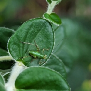 Caedicia sp. (genus) at Watson, ACT - 2 Mar 2024