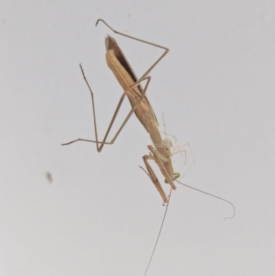 Tenodera australasiae (Purple-winged mantid) at Watson, ACT - 29 Feb 2024 by AniseStar