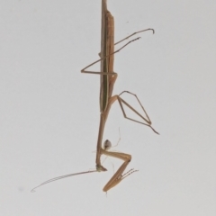 Tenodera australasiae at Watson, ACT - 29 Feb 2024