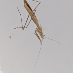 Tenodera australasiae at Watson, ACT - 29 Feb 2024