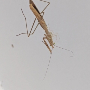 Tenodera australasiae at Watson, ACT - 29 Feb 2024