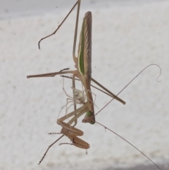 Tenodera australasiae at Watson, ACT - 29 Feb 2024