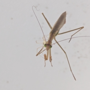 Tenodera australasiae at Watson, ACT - 29 Feb 2024