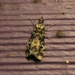 Scoparia exhibitalis (A Crambid moth) at Captains Flat, NSW - 3 Mar 2024 by Csteele4