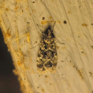 Scoparia exhibitalis at QPRC LGA - suppressed