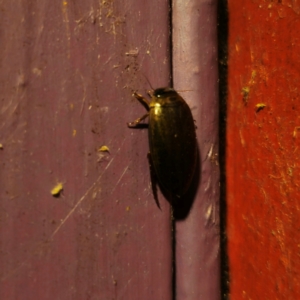 Rhantus suturalis at QPRC LGA - 3 Mar 2024