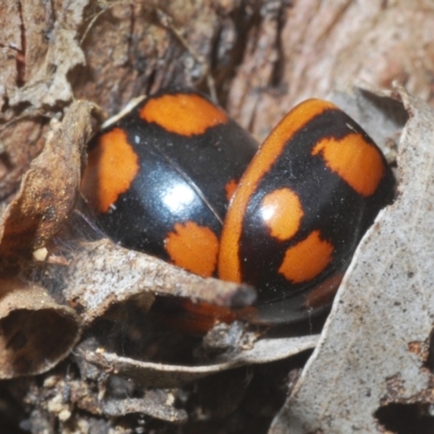 Paropsisterna beata (Blessed Leaf Beetle) at Callum Brae - 1 Mar 2024 by Harrisi