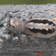 Sandalodes superbus (Ludicra Jumping Spider) at Symonston, ACT - 1 Mar 2024 by Harrisi