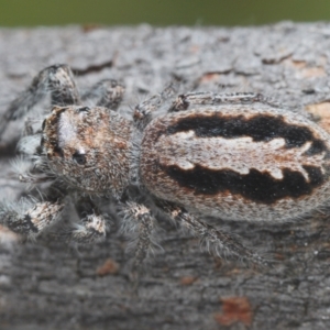 Sandalodes superbus at Symonston, ACT - 1 Mar 2024 03:47 PM