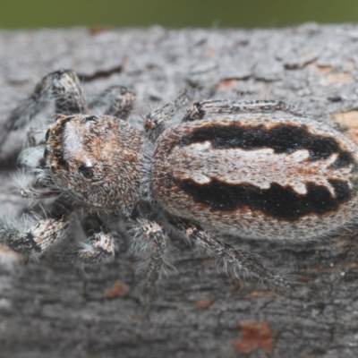 Sandalodes superbus (Ludicra Jumping Spider) at Symonston, ACT - 1 Mar 2024 by Harrisi