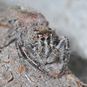 Sandalodes superbus at Symonston, ACT - 1 Mar 2024 03:47 PM