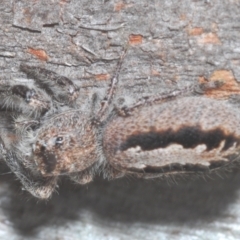 Sandalodes superbus at Symonston, ACT - 1 Mar 2024 03:47 PM