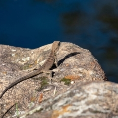 Intellagama lesueurii howittii at Berrima, NSW - 2 Mar 2024 by Aussiegall