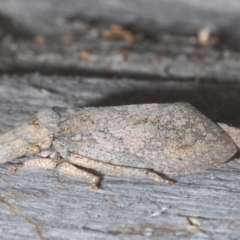 Ledromorpha planirostris (A leafhopper) at GG34 - 1 Mar 2024 by Harrisi