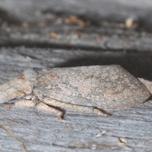 Ledromorpha planirostris at GG137 - 1 Mar 2024 04:00 PM