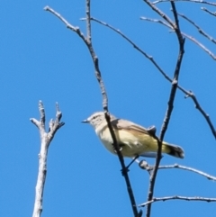 Acanthiza chrysorrhoa (Yellow-rumped Thornbill) at Wingecarribee Local Government Area - 3 Mar 2024 by Aussiegall