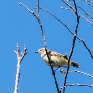 Acanthiza chrysorrhoa at Wingecarribee Local Government Area - 3 Mar 2024