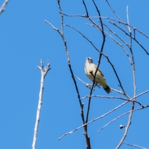 Acanthiza chrysorrhoa at Wingecarribee Local Government Area - 3 Mar 2024