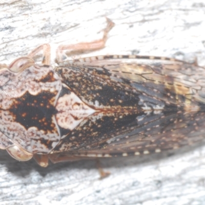 Stenocotis depressa (Leafhopper) at GG137 - 1 Mar 2024 by Harrisi