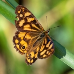 Heteronympha paradelpha (Spotted Brown) at Berrima - 3 Mar 2024 by Aussiegall