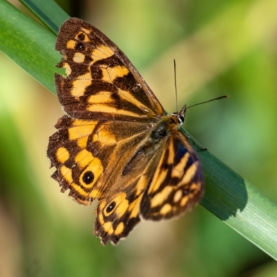 Heteronympha paradelpha (Spotted Brown) at Berrima, NSW - 2 Mar 2024 by Aussiegall