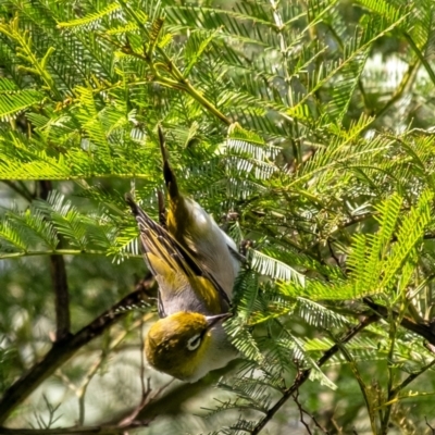 Zosterops lateralis (Silvereye) at Berrima - 3 Mar 2024 by Aussiegall