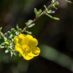 Hibbertia linearis at Berrima - 3 Mar 2024 by Aussiegall