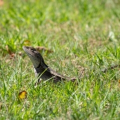 Amphibolurus muricatus (Jacky Lizard) at Penrose - 3 Mar 2024 by Aussiegall