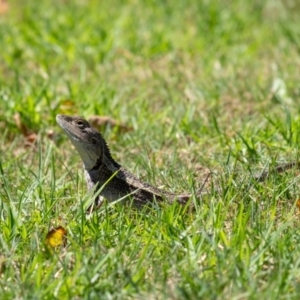 Amphibolurus muricatus at Penrose - 3 Mar 2024