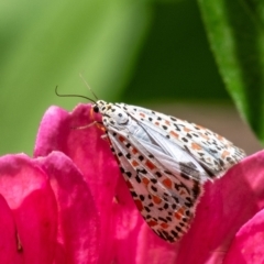 Utetheisa pulchelloides (Heliotrope Moth) at Penrose, NSW - 3 Mar 2024 by Aussiegall