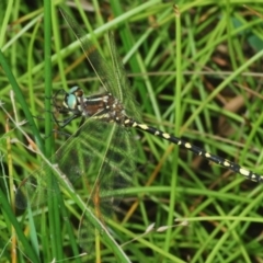 Synthemis eustalacta (Swamp Tigertail) at Symonston, ACT - 1 Mar 2024 by Harrisi