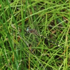 Synthemis eustalacta at Callum Brae - 1 Mar 2024