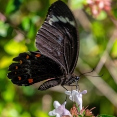 Papilio aegeus (Orchard Swallowtail, Large Citrus Butterfly) at Penrose - 3 Mar 2024 by Aussiegall