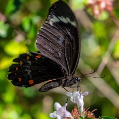 Papilio aegeus (Orchard Swallowtail, Large Citrus Butterfly) at Penrose, NSW - 3 Mar 2024 by Aussiegall