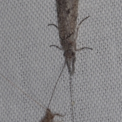 Trichoptera sp. (order) at galgi gnarrk (Craigieburn Grassland Nature Conservation Reserve) - 29 Jan 2011 by WendyEM