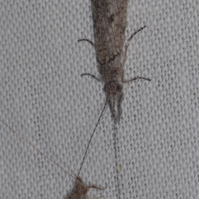 Trichoptera sp. (order) at galgi gnarrk (Graigieburn Grassland Nature Conservation Reserve) - 29 Jan 2011 by WendyEM