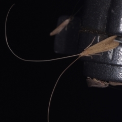Leptoceridae sp. (family) (Long-horned caddisfly) at Epping, VIC - 29 Jan 2011 by WendyEM