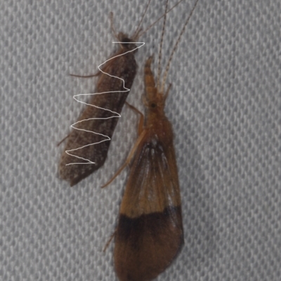 Anisocentropus sp. (genus) (Caddisfly) at Epping, VIC - 29 Jan 2011 by WendyEM