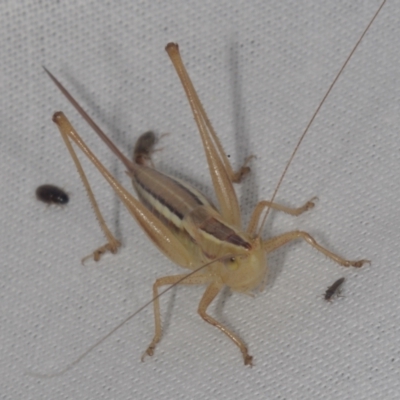 Conocephalus semivittatus at galgi gnarrk (Craigieburn Grassland Nature Conservation Reserve) - 29 Jan 2011 by WendyEM