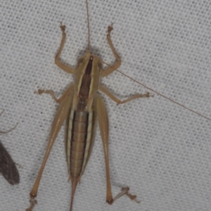 Conocephalus semivittatus at Epping, VIC - 29 Jan 2011 09:34 PM