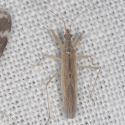 Nabis sp. (genus) at Epping, VIC - 29 Jan 2011 by WendyEM