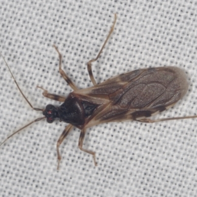 Heteroptera (order) at galgi gnarrk (Craigieburn Grassland Nature Conservation Reserve) - 29 Jan 2011 by WendyEM